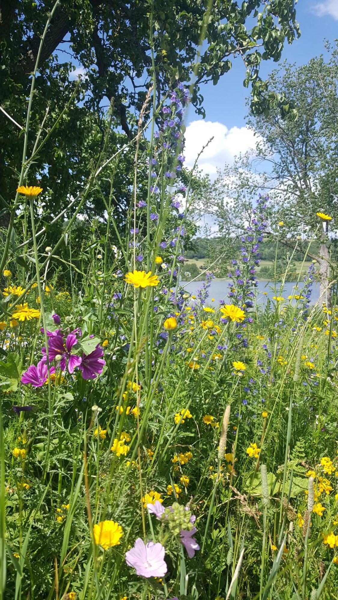 Hotel-Ferienwohnungen Cafe Maarblick Schalkenmehren Exteriör bild